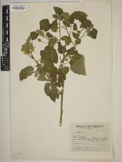 Abutilon Mill - BM000545742