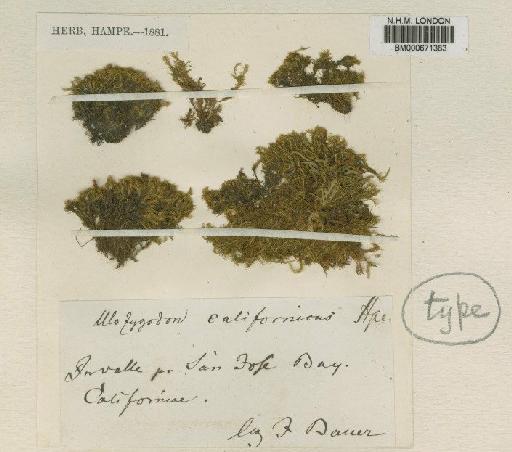 Amphidium californicum (Hampe ex Müll.Hal.) Broth. - BM000671383