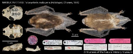 Tylonycteris robustula malayana Chasen, 1940 - NHMUK 1947.1433 Tylonycteris malayana