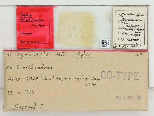 Aphis novaguinensis Hille Ris Lambers - 014867063_112482_1092924_161184_Type