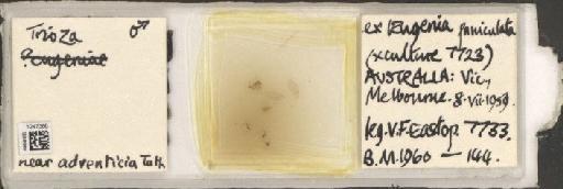 Trioza adventicia Tuthill, 1952 - BMNHE_1247366_1581