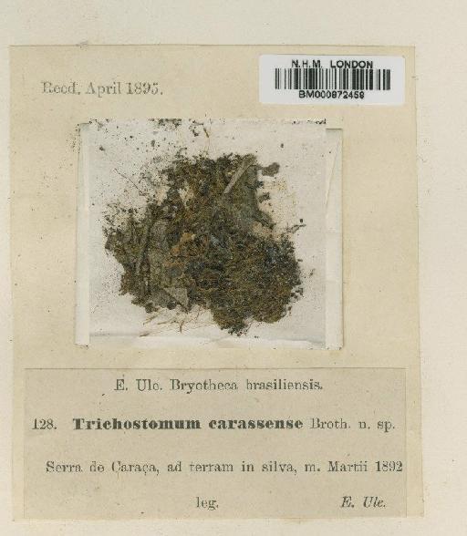 Trichostomum leptocylindricum Müll.Hal. - BM000872458