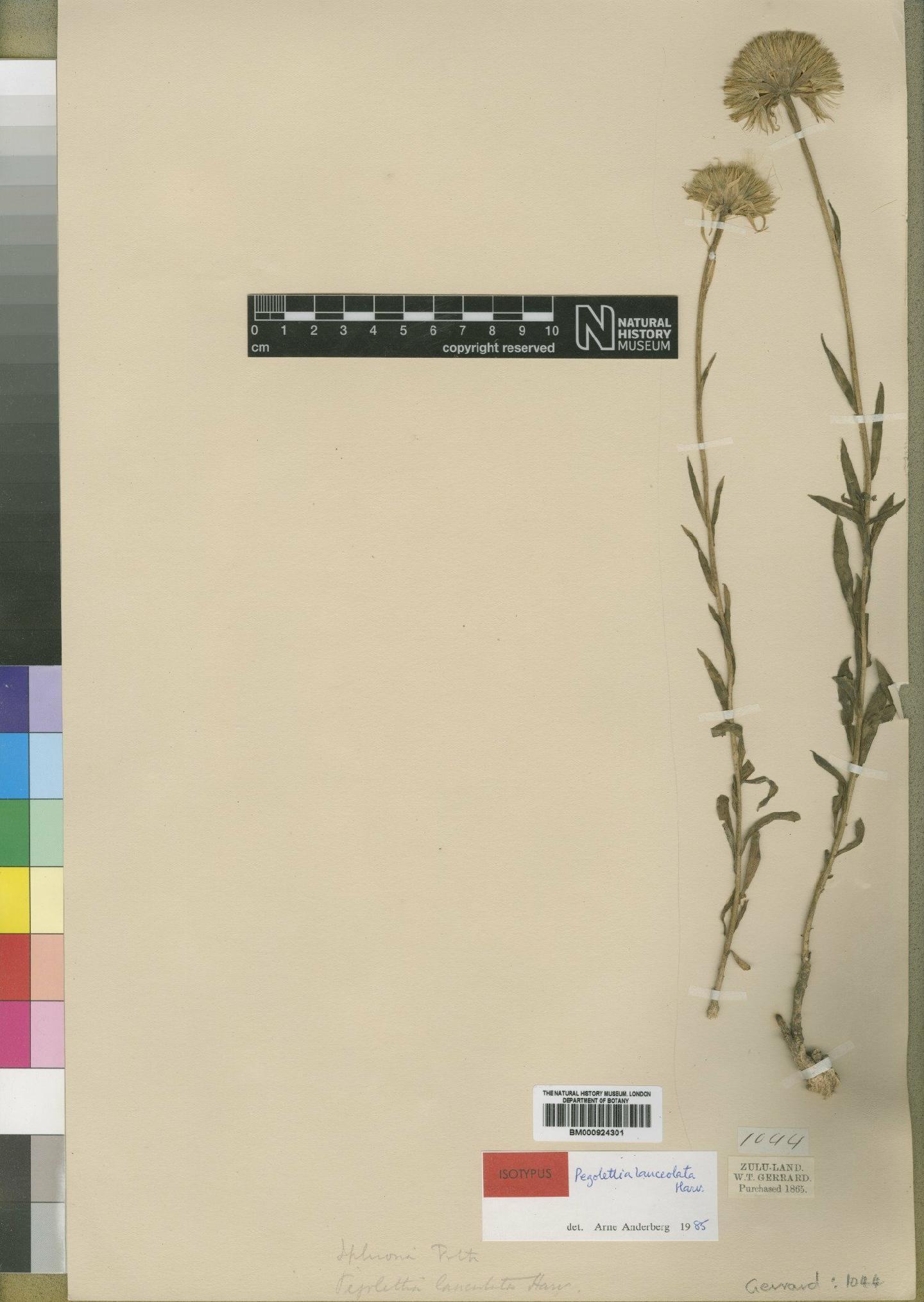 To NHMUK collection (Pegolettia lanceolata Harv.; Isotype; NHMUK:ecatalogue:4529329)