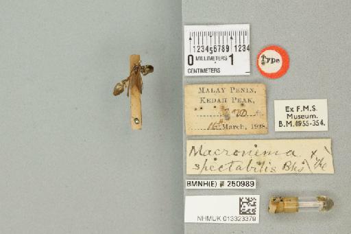 Macronema spectabilis Banks, 1931 - 013323379_175597_1751374