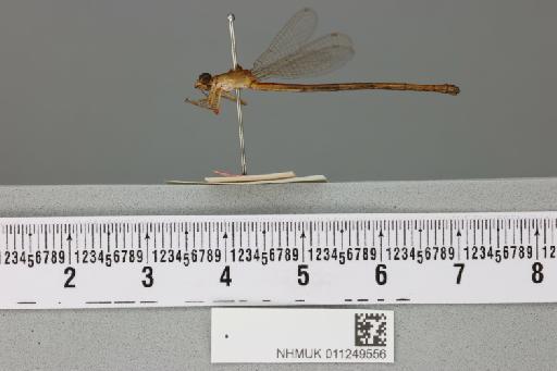 Ceriagrion moorei Longfield, 1952 - 011249556_lateral