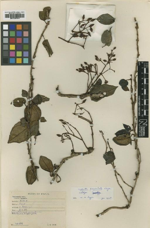 Hederella paniculata M.P. Nayar - BM000944540