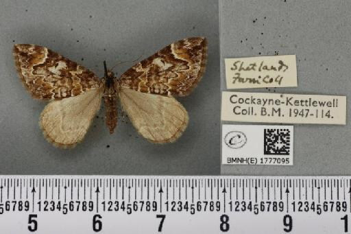 Dysstroma citrata pythonissata ab. ferruginea Prout, 1908 - BMNHE_1777095_351852