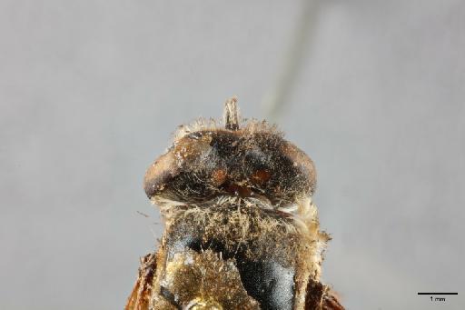 Corsomyza hirtipes Macquart, 1840 - 013445813_dorsal_head