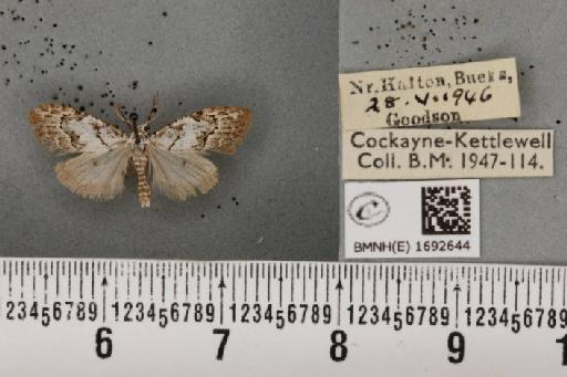 Nola confusalis (Herrich-Schäffer, 1847) - BMNHE_1692644_292255