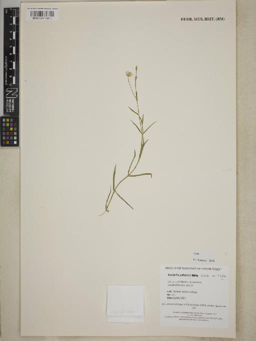 Stellaria palustris Retz. - BM013411941