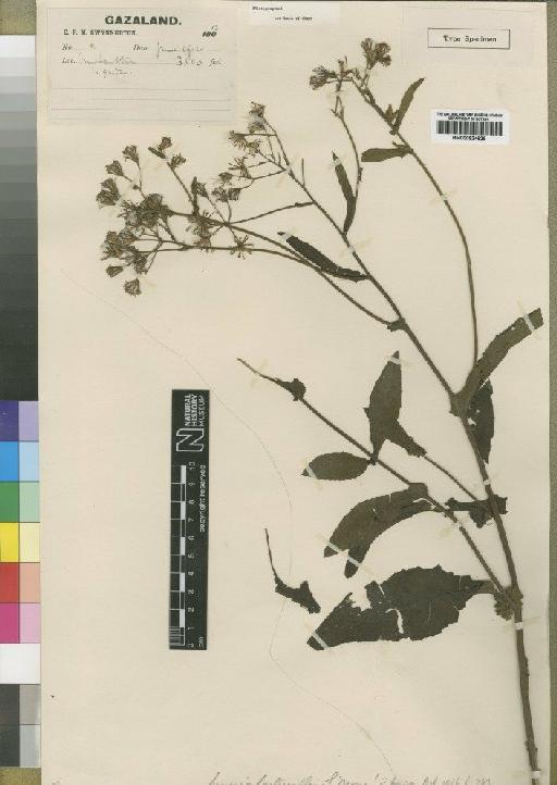 Senecio lactucaefolius Moore - BM000924629