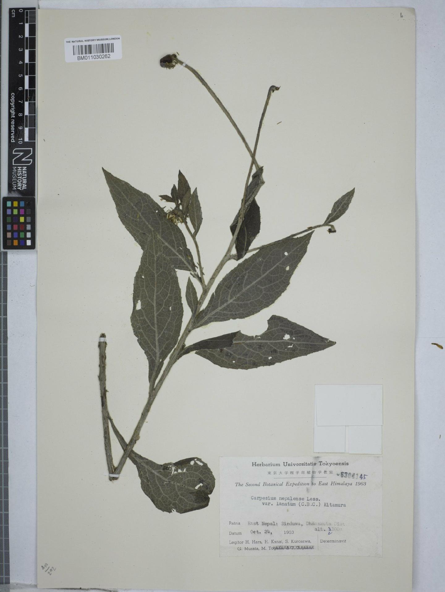 To NHMUK collection (Carpesium nepalense var. lanatum Kitam.; NHMUK:ecatalogue:9153966)