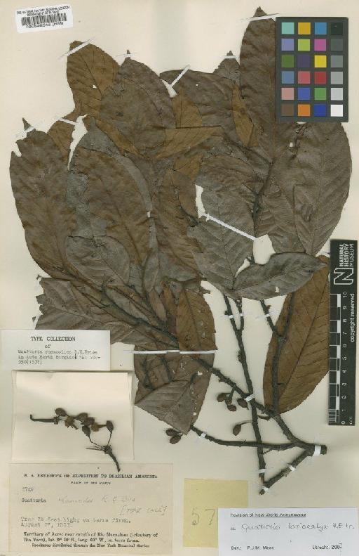 Guatteria punctata (Aubl.) R.A.Howard - BM000546545