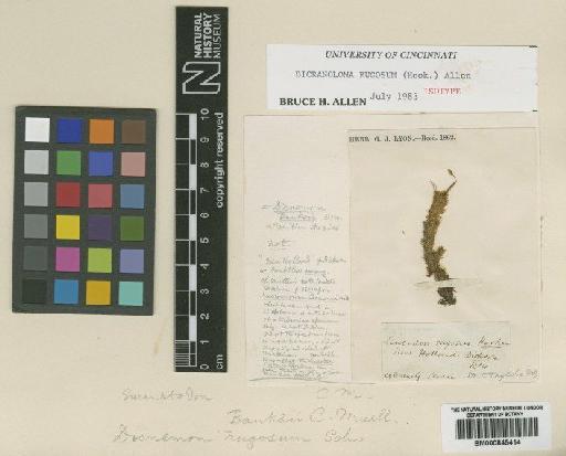 Dicranoloma rugosum (Hook.) B.H.Allen - BM000845414