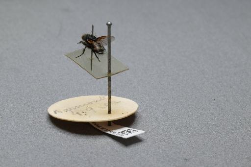 Sarcophaga (Myorhina) nigriventris Meigen, 1826 - 015092546_additional_2