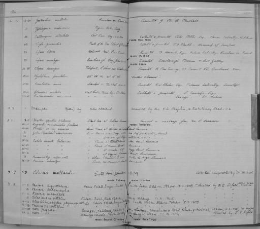 Typhlogarra widdowsoni Trewavas, 1955 - Zoology Accessions Register: Fishes: 1937 - 1960: page 220