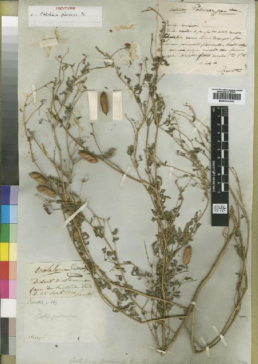 Crotalaria podocarpa DC. - BM000843590