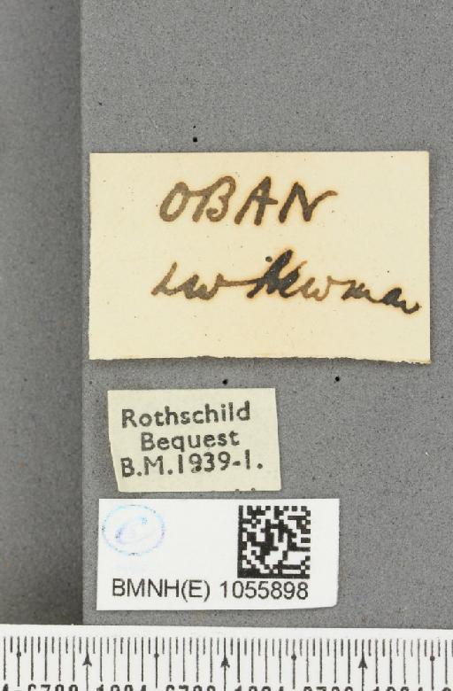 Aglais urticae ab. ignea Raynor, 1909 - BMNHE_1055898_label_45159