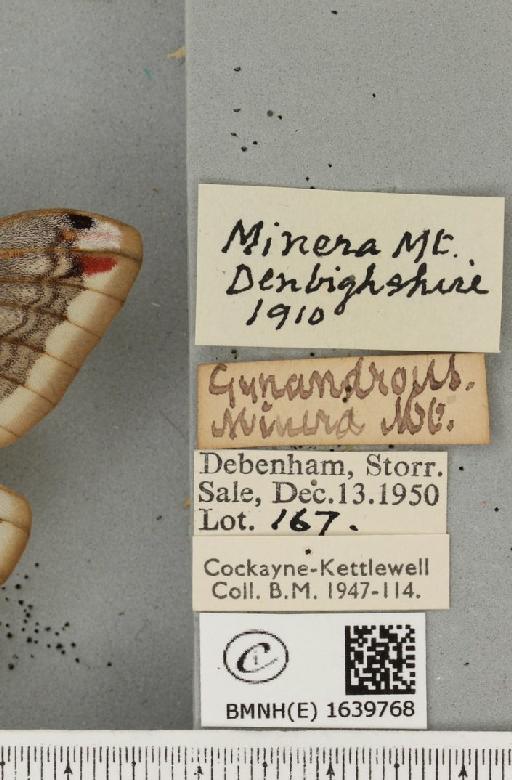 Saturnia pavonia (Linnaeus, 1758) - BMNHE_1639768_label_203736
