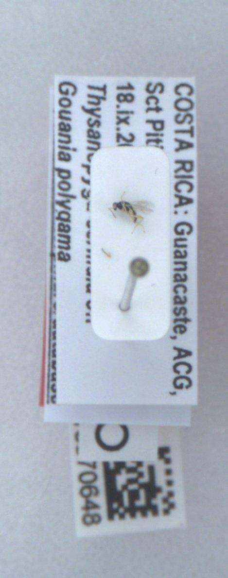 Euplectrus henrytownesi Hansson, 2015 - Euplectrus henrytownesi 010370648 PT M crop