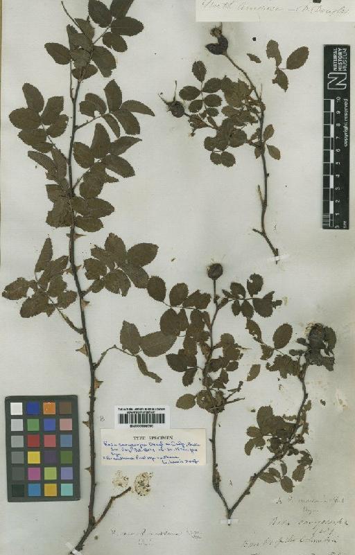 Rosa nutkana C.Presl - BM000898090