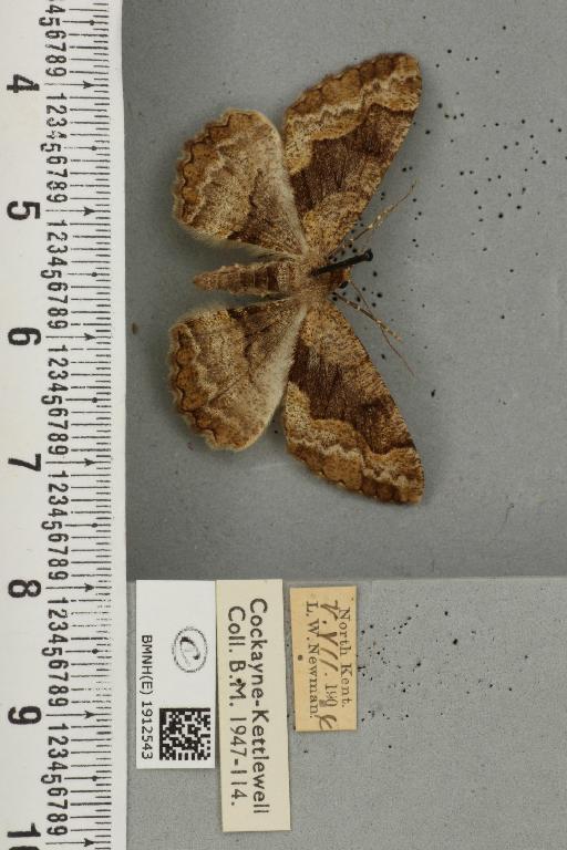 Alcis repandata repandata ab. conversaria Hübner, 1809 - BMNHE_1912543_478601
