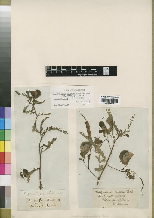 Aeschynomene cristata Vatke - BM000842797