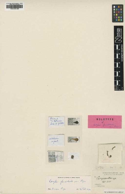 Corybas fenestrata P.Royen - BM000951886