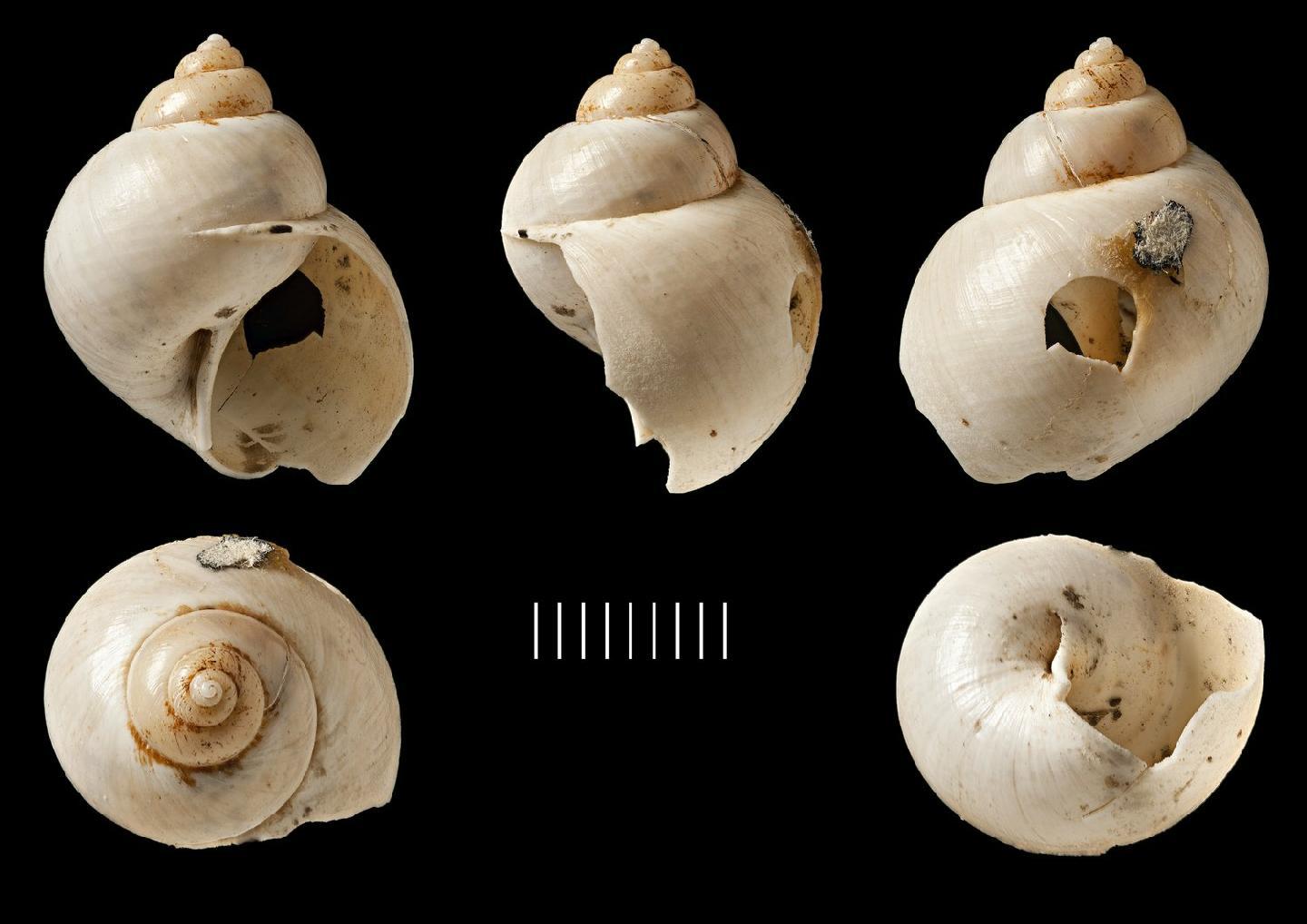 To NHMUK collection (Laguncula pulchella Benson, 1842; HOLOTYPE; NHMUK:ecatalogue:2745515)