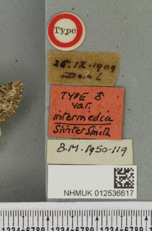 Polymixis lichenea ab. intermedia Siviter Smith, 1942 - NHMUK_012536617_label_645759