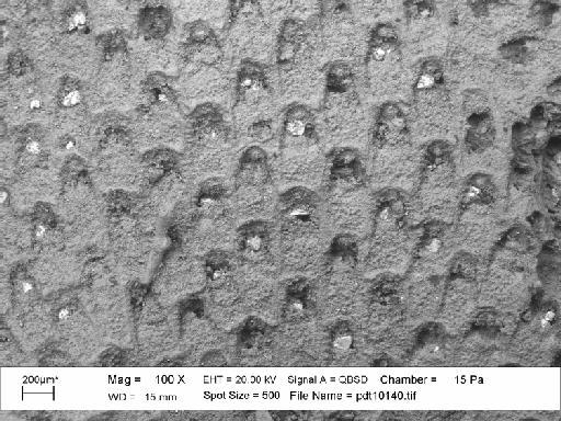 Trypostegidae Levinsen, 1909 - PI D 6535 - Labioporella