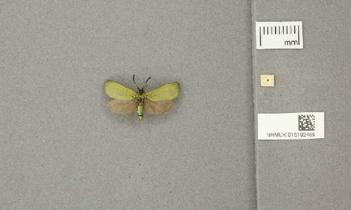 Adscita (Adscita) geryon Hübner, 1813 - 015192489_775459_1857531