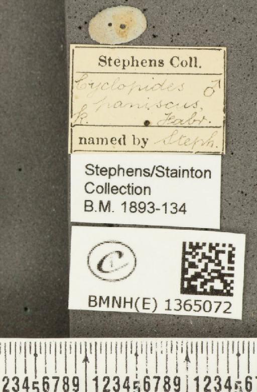 Carterocephalus palaemon (Pallas, 1771) - BMNHE_1365072_label_176231