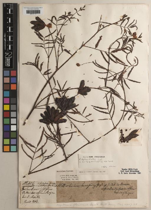 Neptunia pubescens Benth. - BM001217794