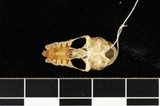 Rhinolophus edax Andersen, 1918 - 1907_4_18_1-Rhinolophus_edax-Holotype-Skull-occlusal