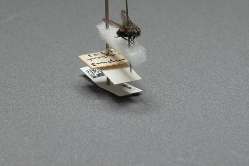 Sarcophaga (Myorhina) nigriventris Meigen, 1826 - 015091637_additional_4