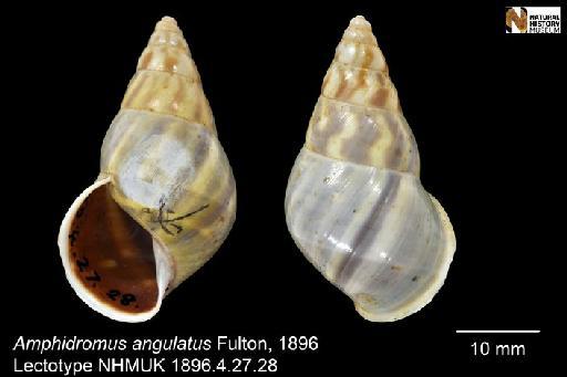 Amphidromus angulatus Fulton, 1896 - 1889.4.27.28-29, LECTOTYPE & PARALECTOTYPES, Amphidromus angulatus Fulton, 1896