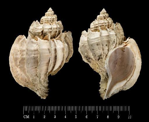 Trophon geversianus (Pallas, 1774) - 1887.2.9.559-560a