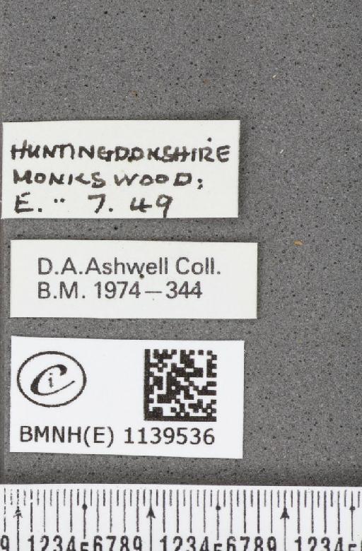 Thecla betulae (Linnaeus, 1758) - BMNHE_1139536_label_95682