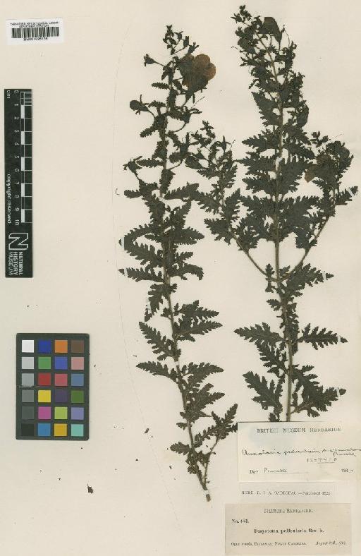 Aureolaria pedicularia var. austromontana Pennell - BM001025136