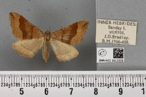 Scotopteryx chenopodiata (Linnaeus, 1758) - BMNHE_1613358_306072