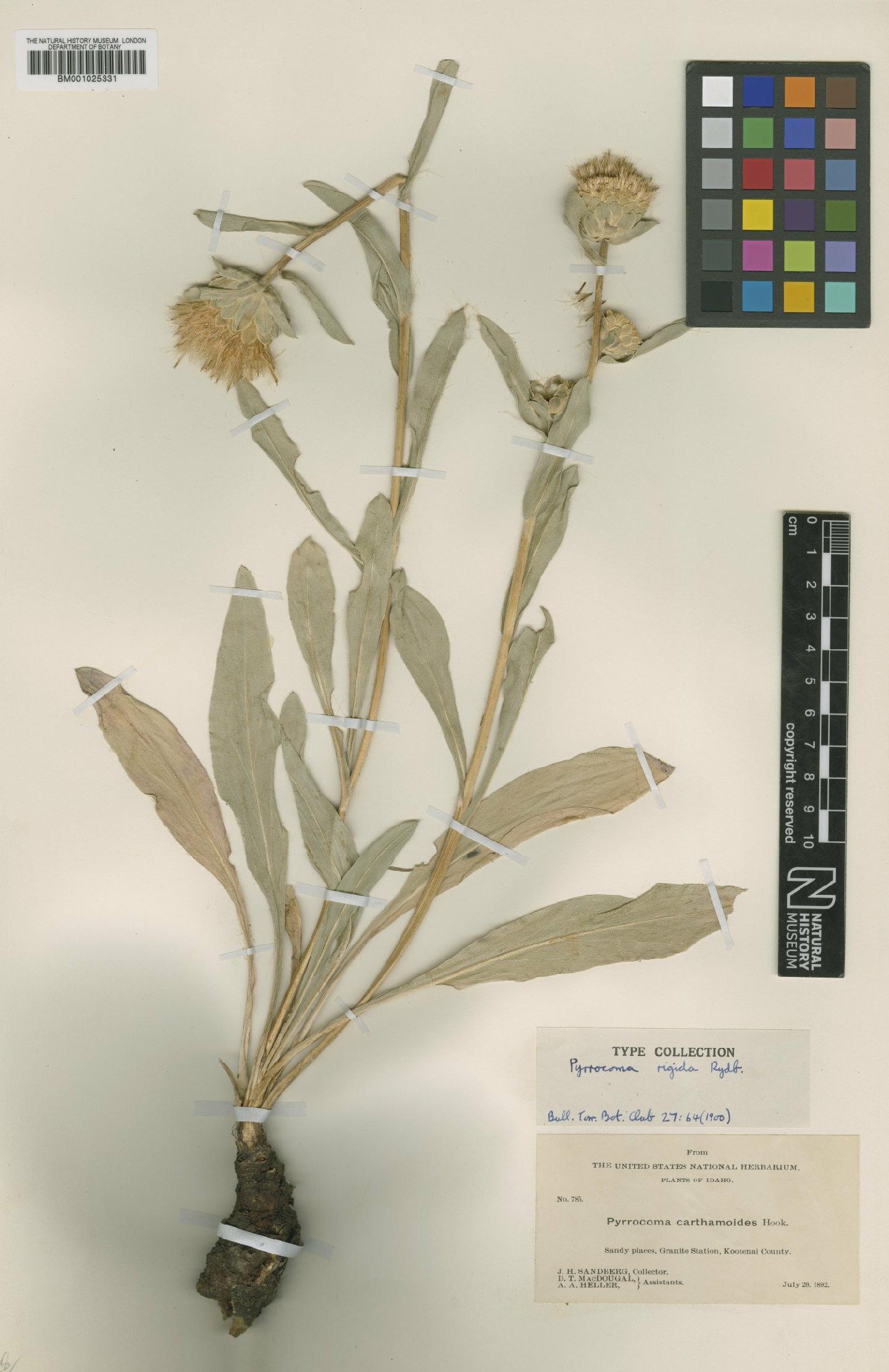 To NHMUK collection (Haplopappus carthamoides subsp. rigidus (Rydb.) H.M.Hall; Type; NHMUK:ecatalogue:746068)