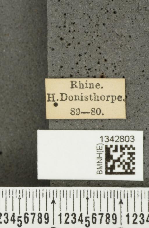 Crioceris (Crioceris) asparagi (Linnaeus, 1758) - BMNHE_1342803_label_12034