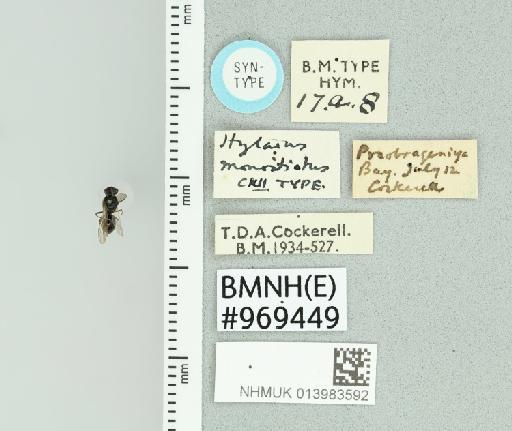 Hylaeus monostictus Cockerell, 1924 - 013983592_837383_-
