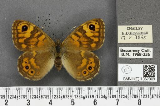 Lasiommata megera ab. mediolugens Fuchs, 1892 - BMNHE_1067009_30065
