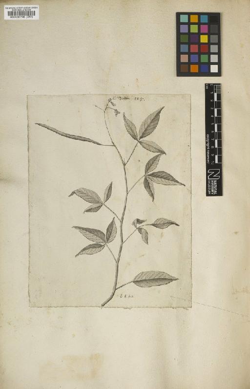 Cleome serrata Jacq. - BM000589705