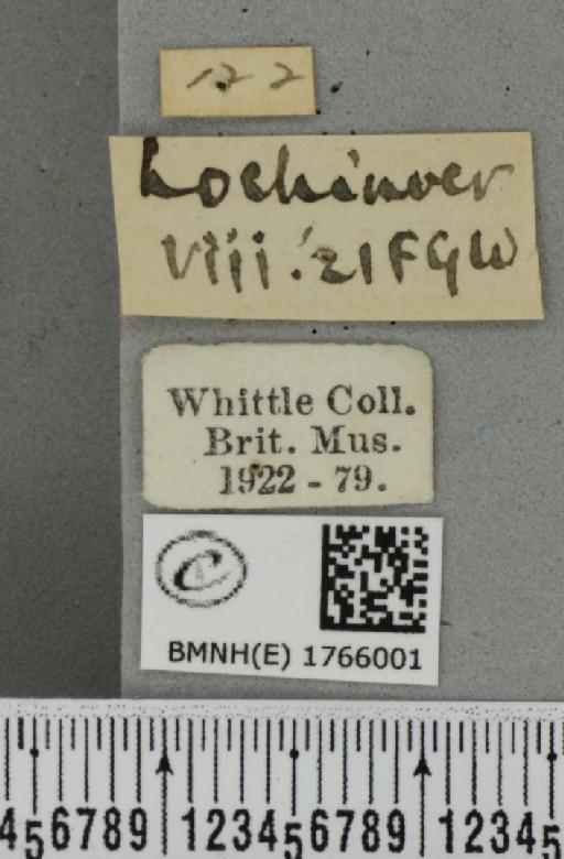Dysstroma citrata citrata ab. pseudopythonissata Müller, 1931 - BMNHE_1766001_label_351554