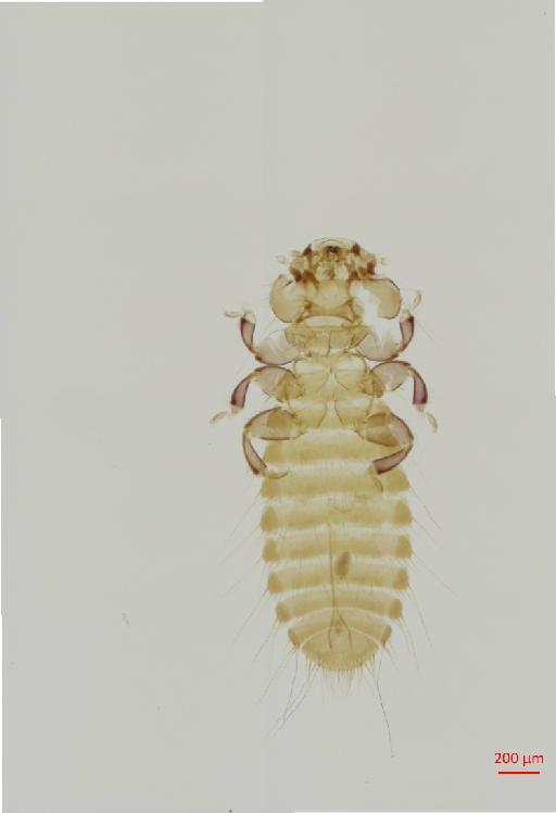 Colpocephalum smithi Clay, 1964 - 010654008__2017_07_19-Scene-1-ScanRegion0