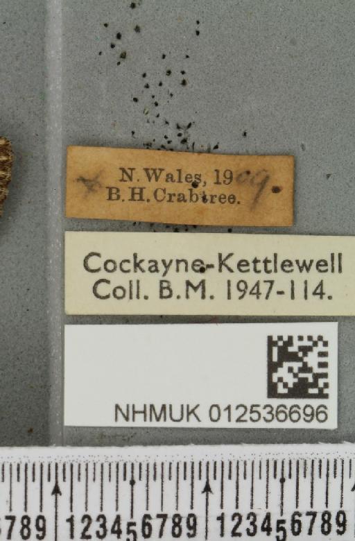 Polymixis lichenea ab. splendida Siviter Smith, 1942 - NHMUK_012536696_label_645975