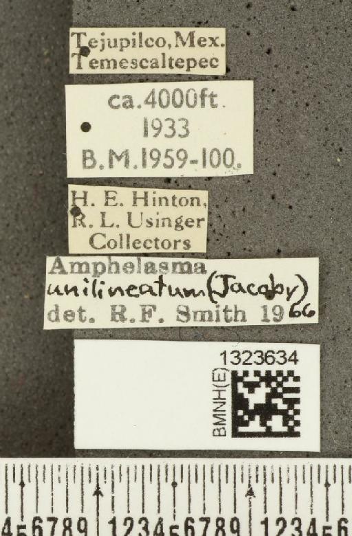 Amphelasma unilineatum (Jacoby, 1887) - BMNHE_1323634_label_20445